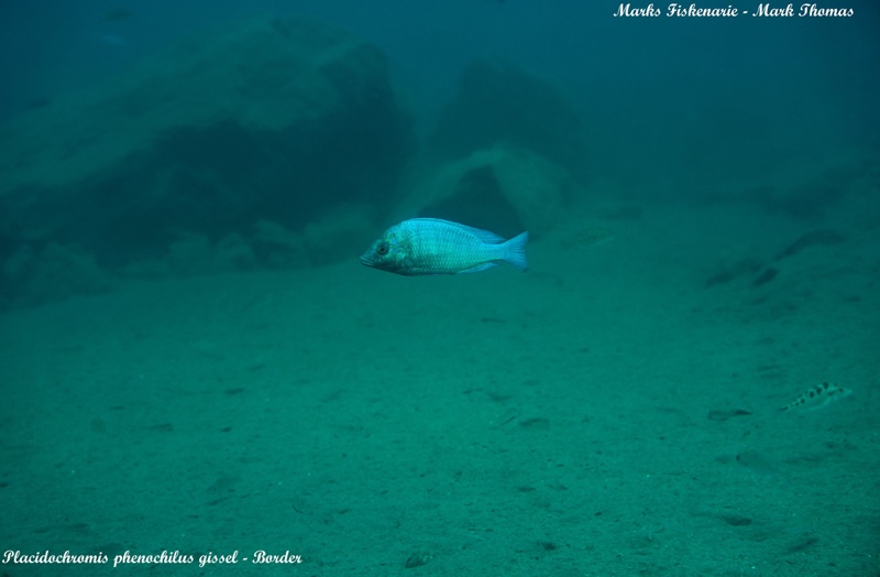 Placidochromis sp. 'phenochilus gissel' Border